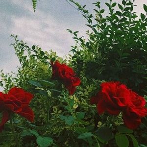 Meet your Posher, Pricilla